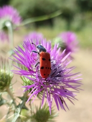 Trichodes octopunctatus