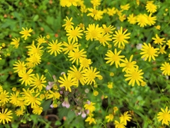 Senecio madagascariensis