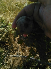 Andricus quercustozae