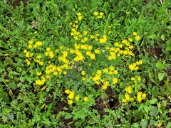 Senecio madagascariensis