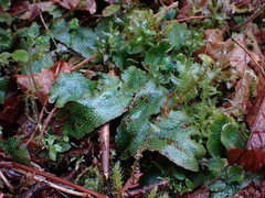 Conocephalum conicum