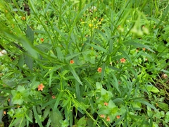 Senecio madagascariensis