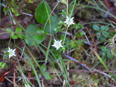 Gentiana douglasiana