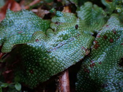 Conocephalum conicum