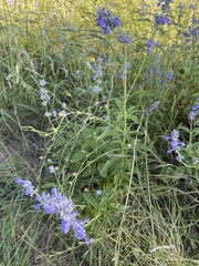 Salvia farinacea