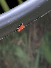 Trombidioidea