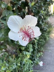 Hibiscus arnottianus