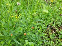 Senecio madagascariensis
