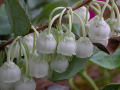 Zenobia pulverulenta