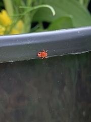 Trombidioidea