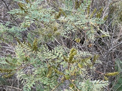 Amorpha fruticosa
