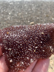 Chondracanthus