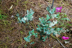 Zenobia pulverulenta