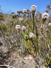 Spatalla ericoides