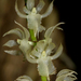 Diaphananthe fragrantissima - Photo (c) Bart Wursten, μερικά δικαιώματα διατηρούνται (CC BY-NC), uploaded by Bart Wursten