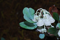 Zenobia pulverulenta