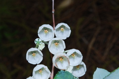 Zenobia pulverulenta