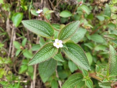 Chaetogastra clinopodifolia