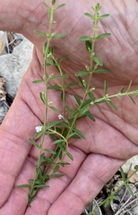 Hedeoma reverchonii