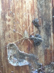 Paroligolophus agrestis