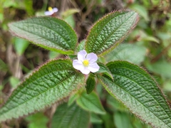 Chaetogastra clinopodifolia