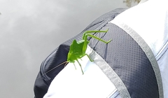 Stilpnochlora