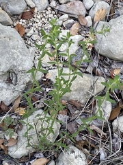 Hedeoma reverchonii