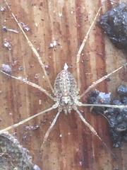 Paroligolophus agrestis