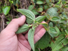 Chaetogastra clinopodifolia