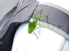 Stilpnochlora