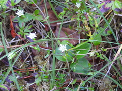 Gentiana douglasiana