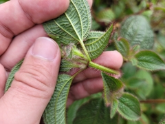 Chaetogastra clinopodifolia