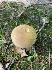 Suillus variegatus
