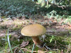 Suillus variegatus