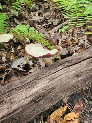 Merulius tremellosus