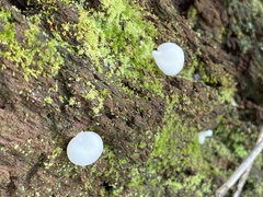 Crepidotus applanatus