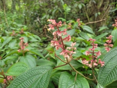 Miconia alterninervia