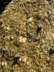 Littorina