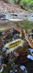 Lophocampa