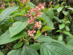 Miconia alterninervia