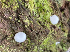 Crepidotus applanatus