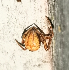 Araneus alsine