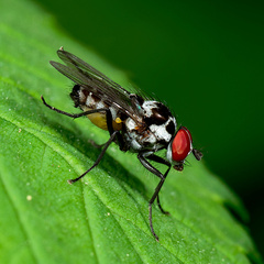 Anthomyia