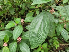 Miconia alterninervia