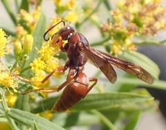 Fuscopolistes