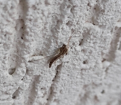 Chironomidae