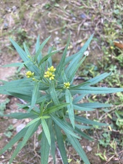 Euthamia graminifolia