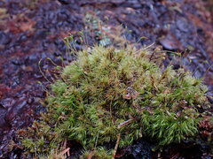 Dicranum fuscescens