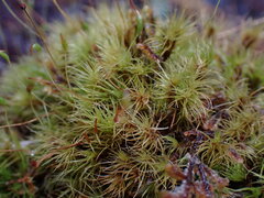 Dicranum fuscescens