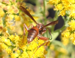 Fuscopolistes